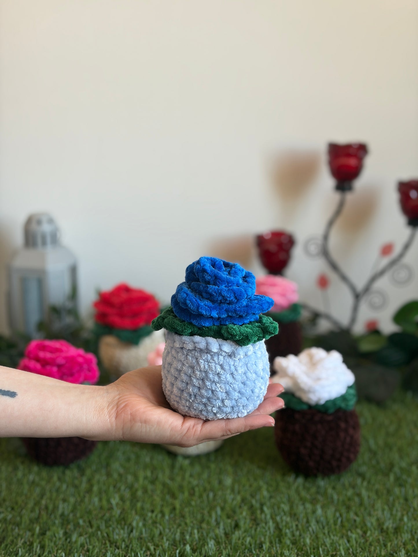 Rose en pot - Nuiba