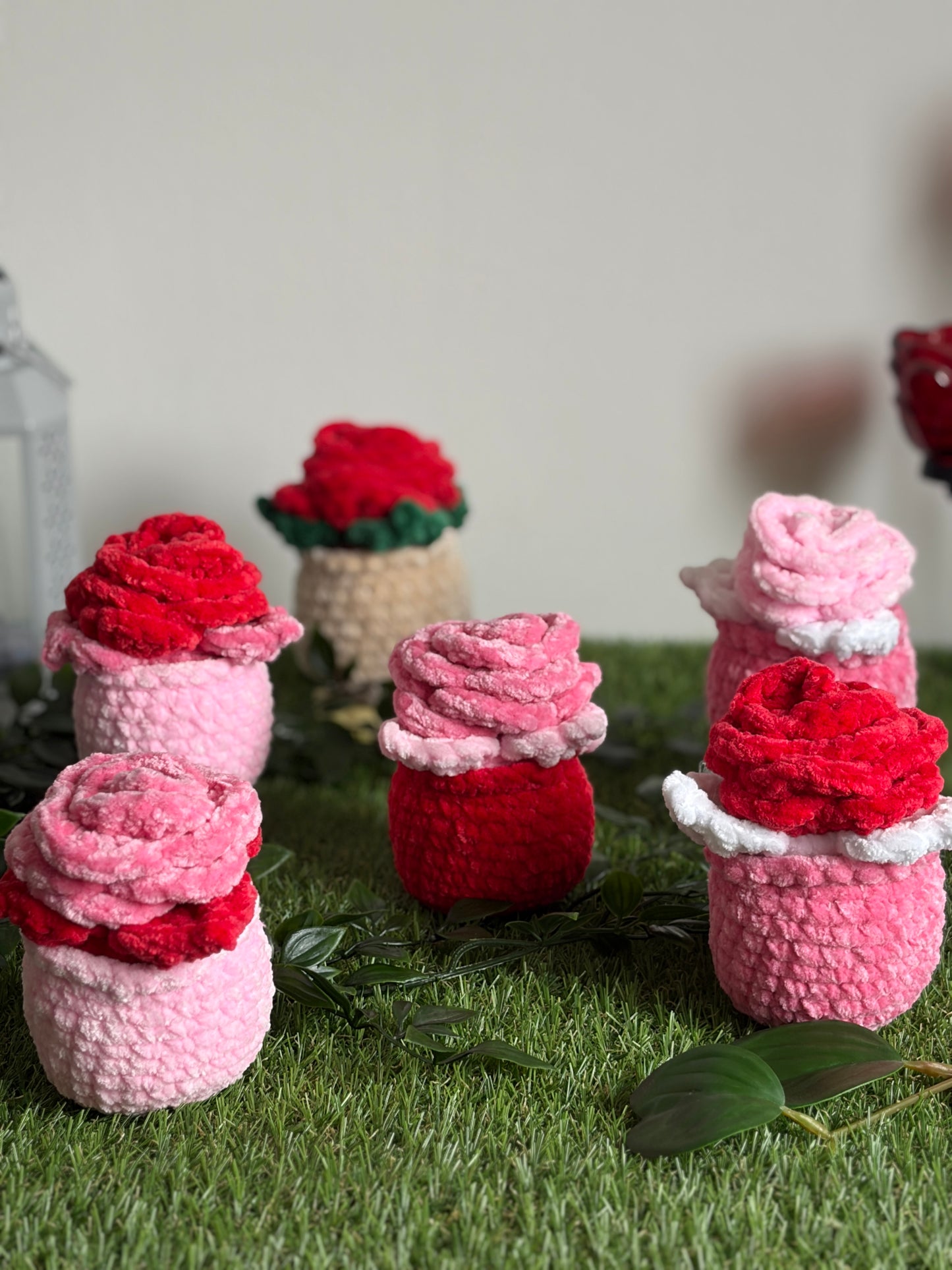 Rose en pot - Nuiba