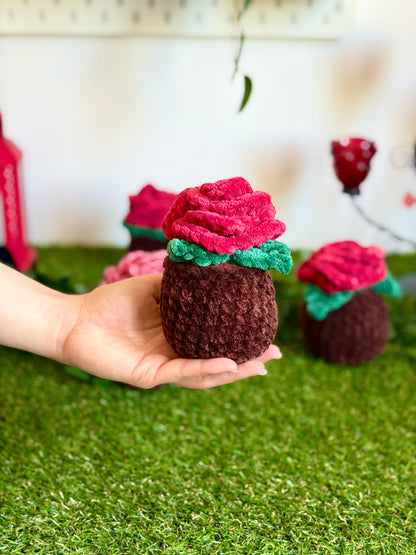 Rose en pot