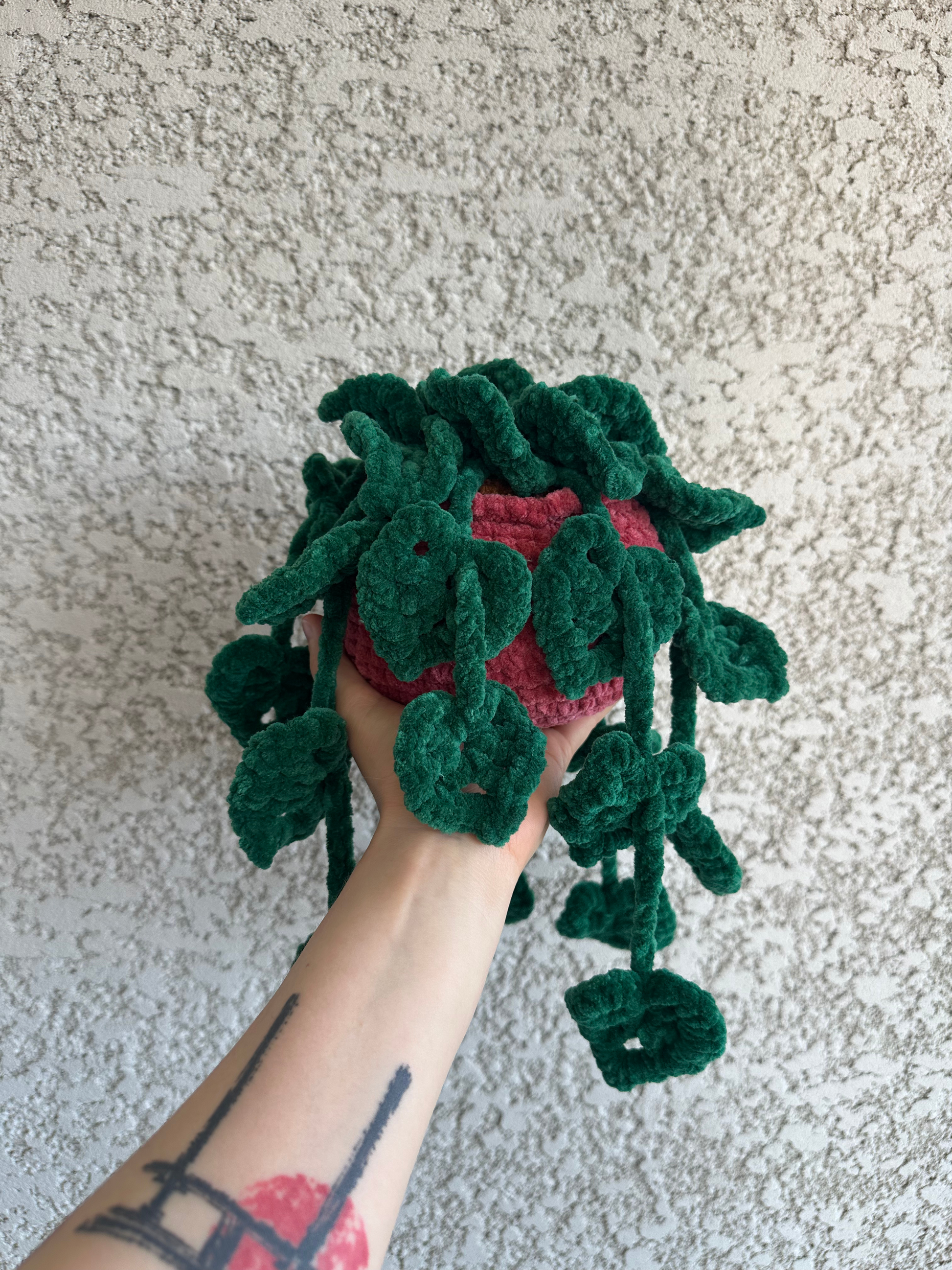 Monstera monkey leaf - Nuiba