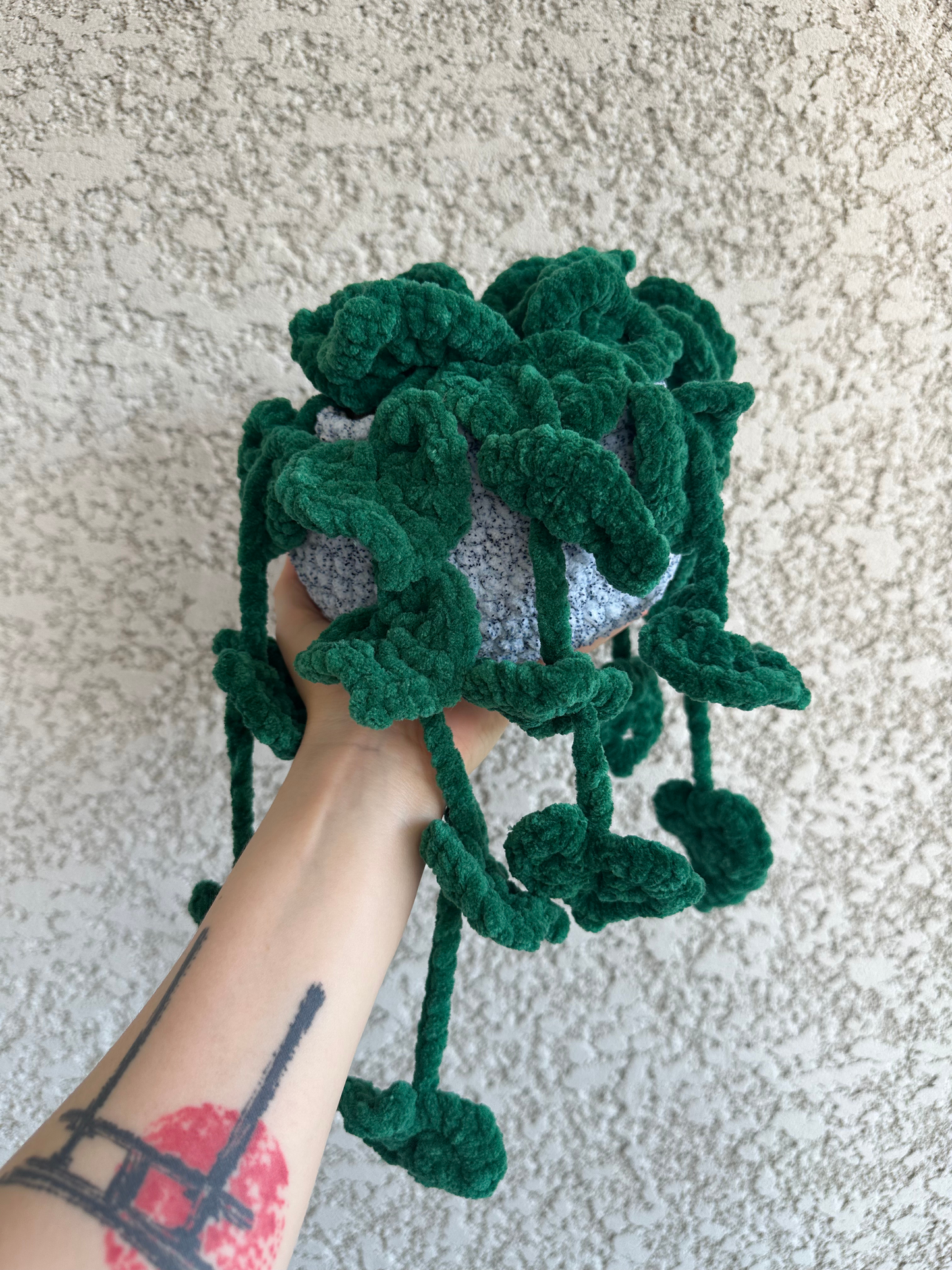 Monstera monkey leaf - Nuiba