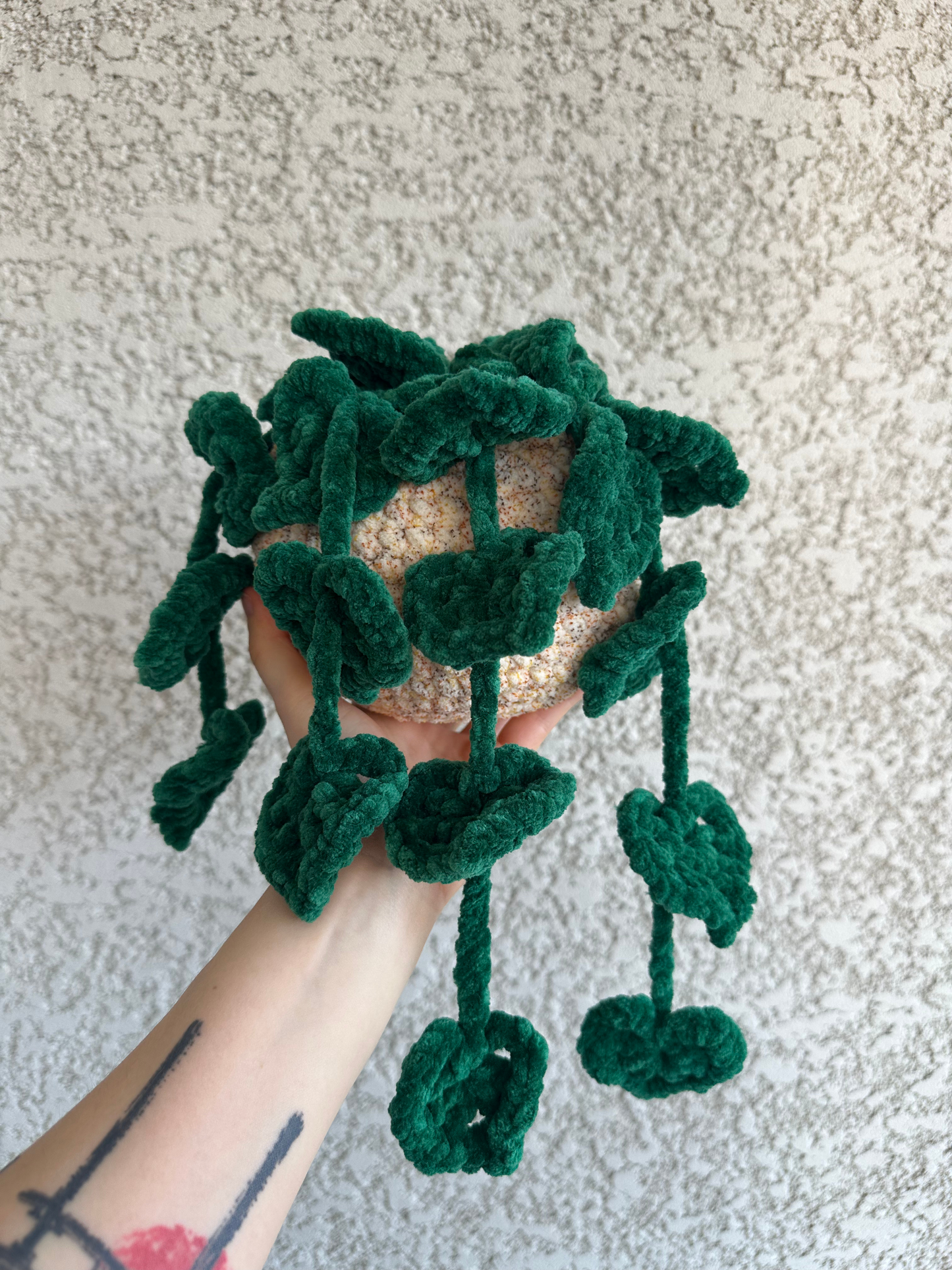 Monstera monkey leaf - Nuiba