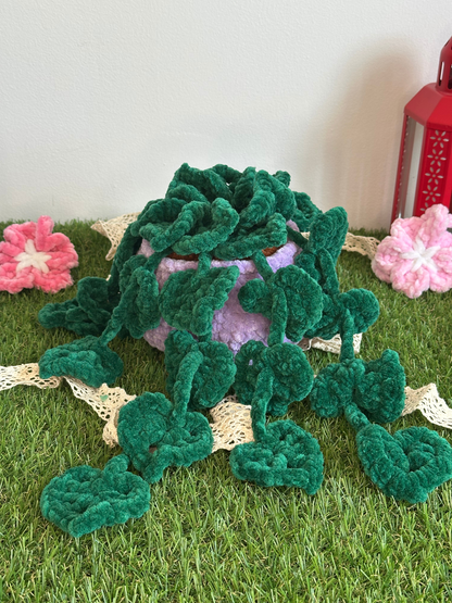 Monstera monkey leaf - Nuiba