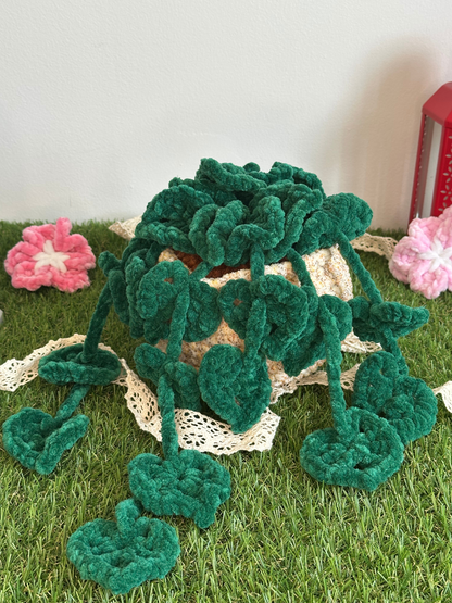 Monstera monkey leaf - Nuiba