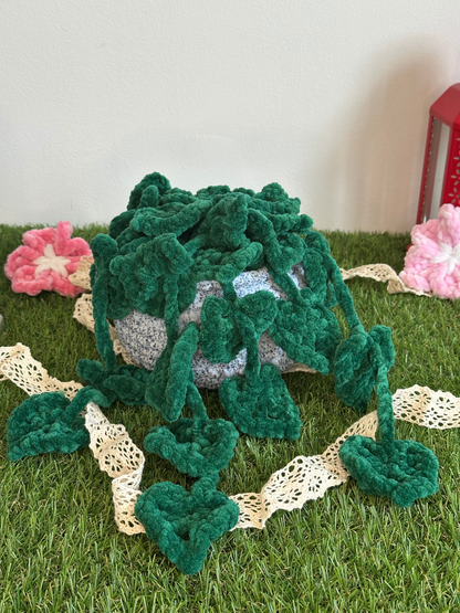 Monstera monkey leaf - Nuiba