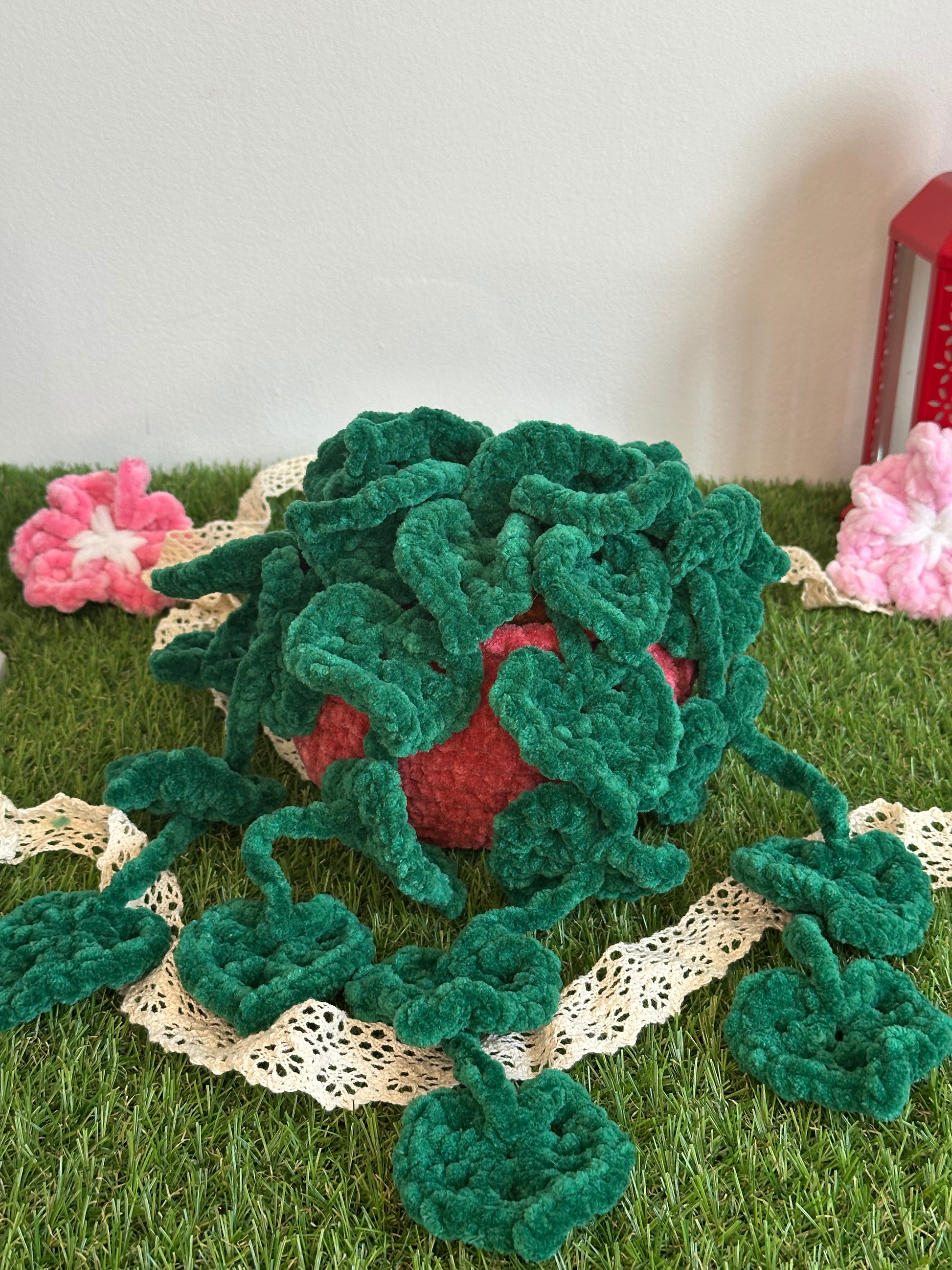 Monstera monkey leaf - Nuiba