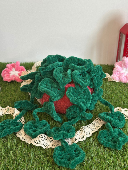 Monstera monkey leaf - Nuiba