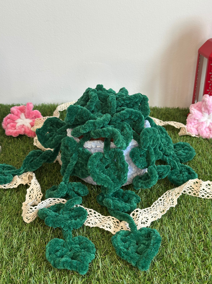 Monstera monkey leaf - Nuiba