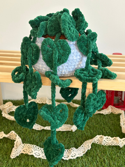 Monstera monkey leaf - Nuiba