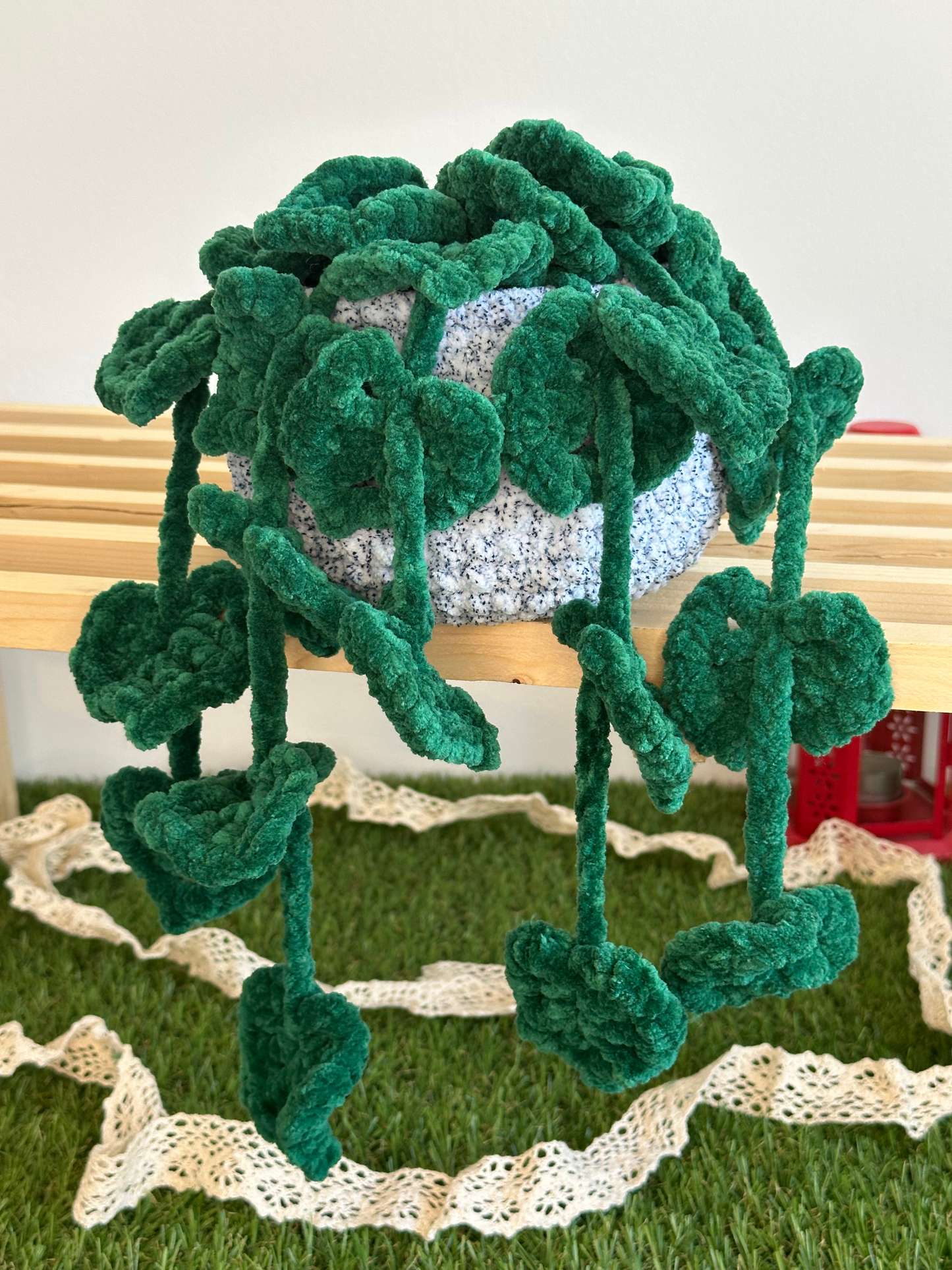 Monstera monkey leaf - Nuiba