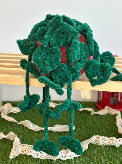 Monstera monkey leaf - Nuiba