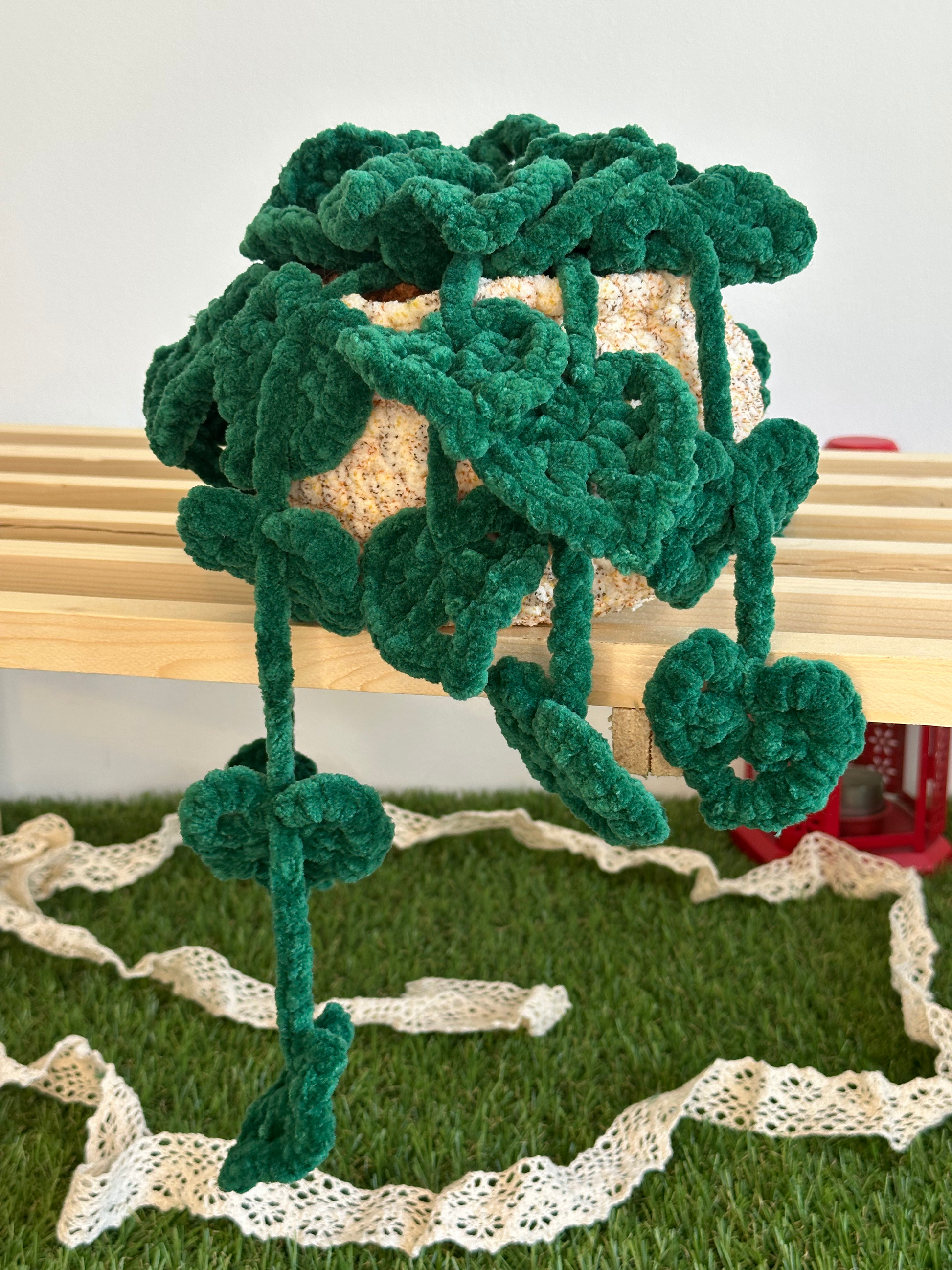 Monstera monkey leaf - Nuiba