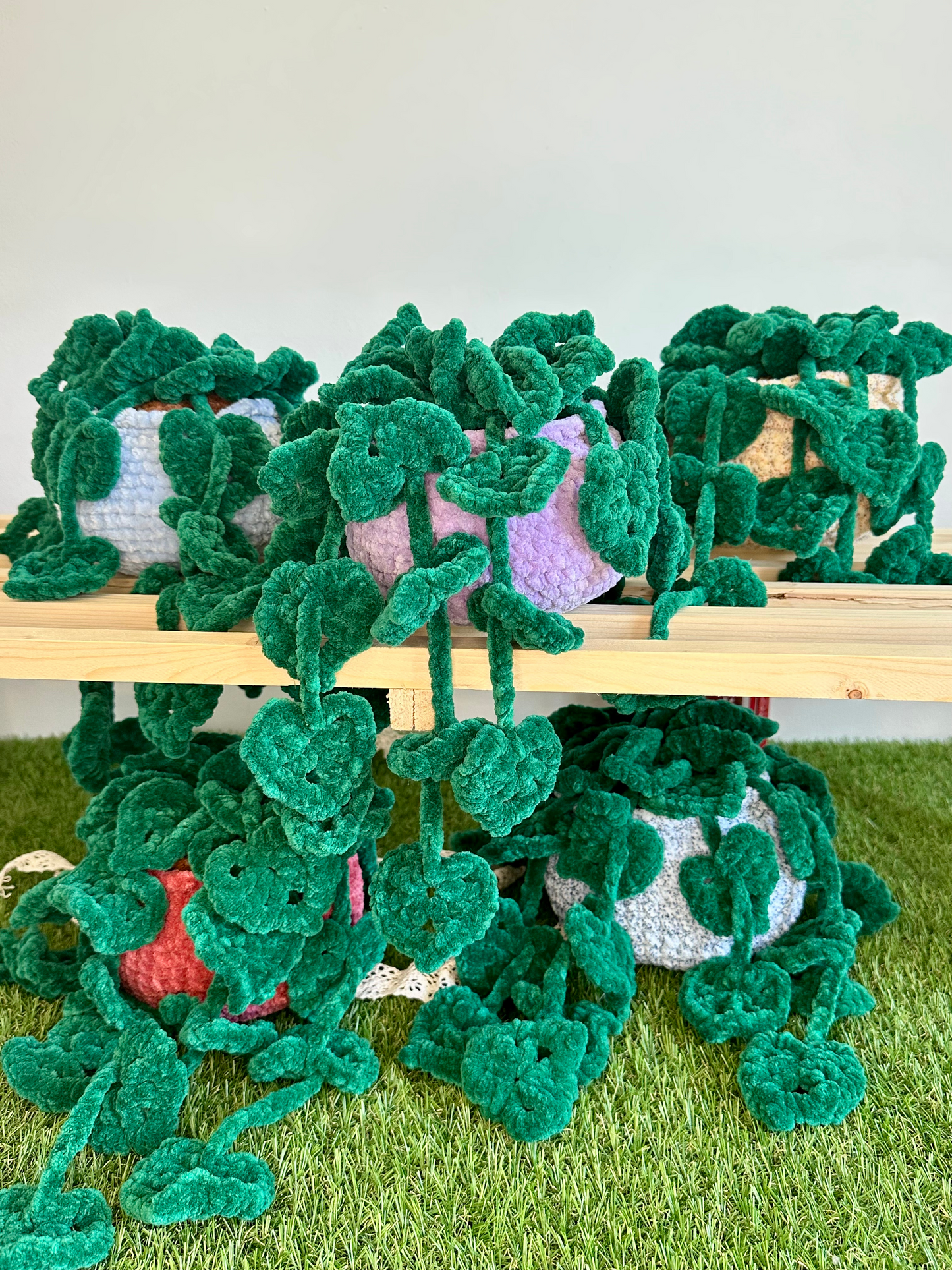 Monstera monkey leaf - Nuiba