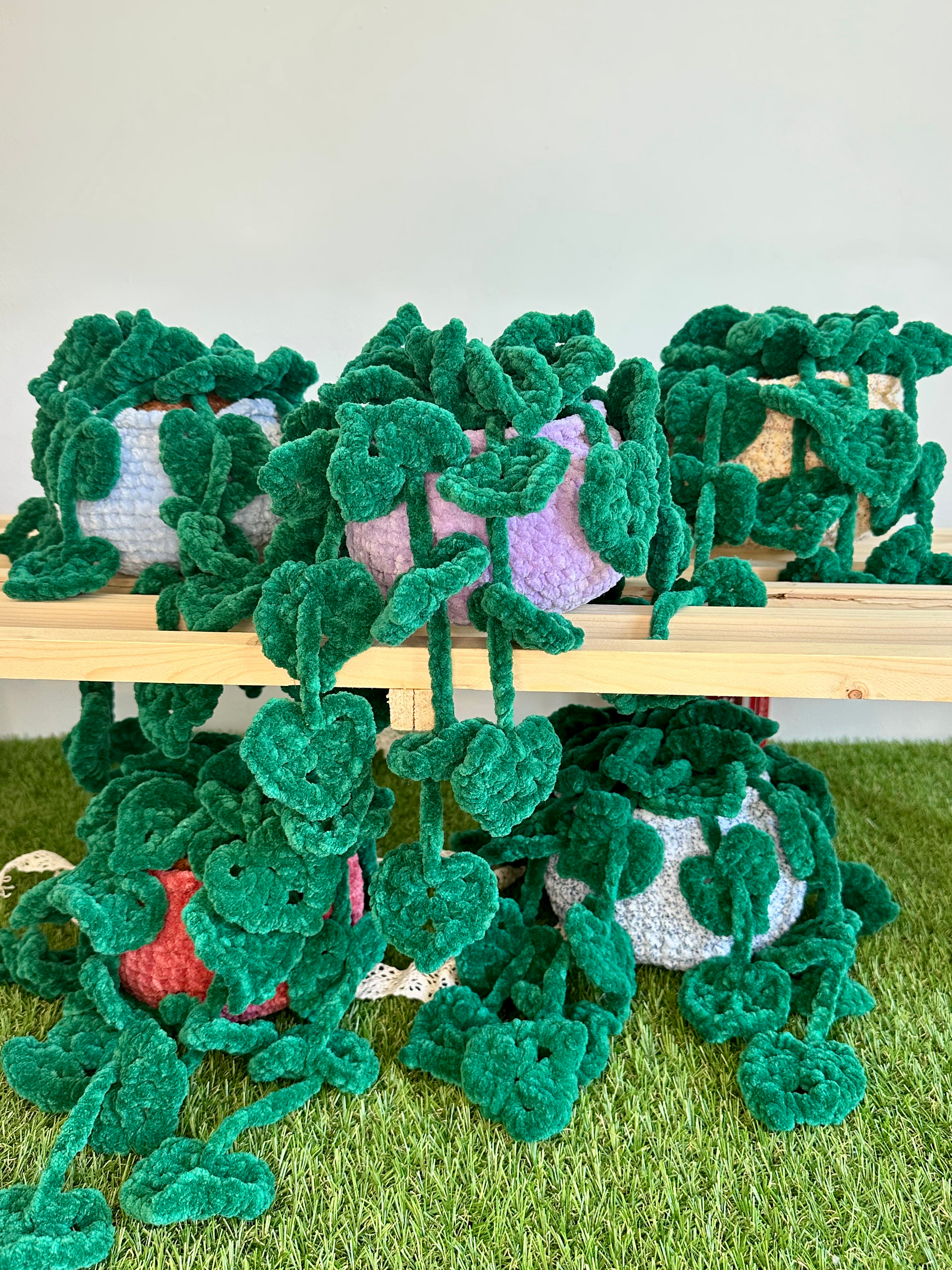 Monstera monkey leaf - Nuiba